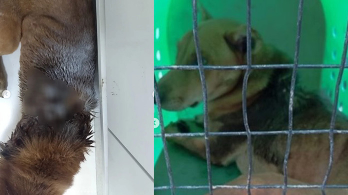 Cachorro é resgatado com grave ferimento em Bento Gonçalves