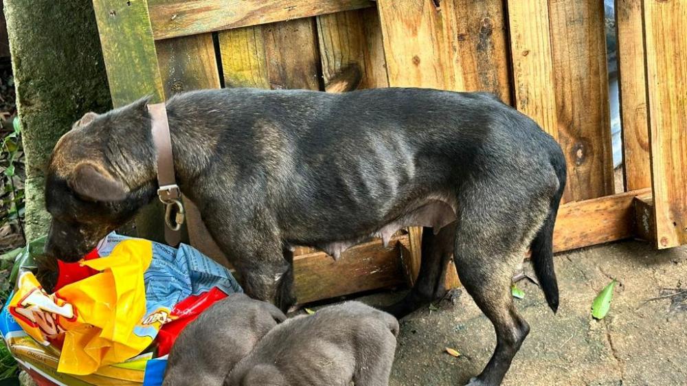 Cães e gatos são encontrados em situação de maus-tratos em Caxias do Sul