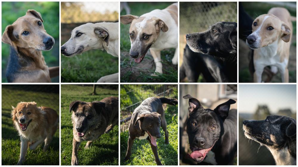 Conheça os cães que estão para doação pelo Bento PET