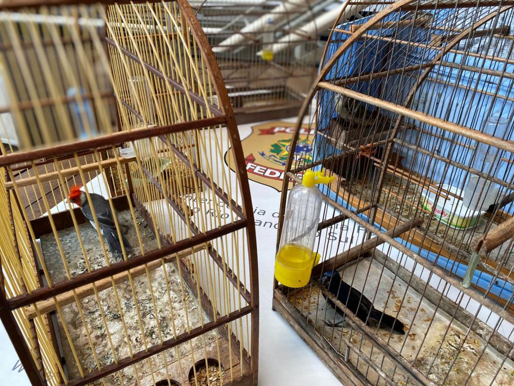 Polícia Federal combate tráfico ilegal de animais silvestres no RS e SP