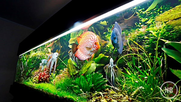 Albari Rosa/Divulgação