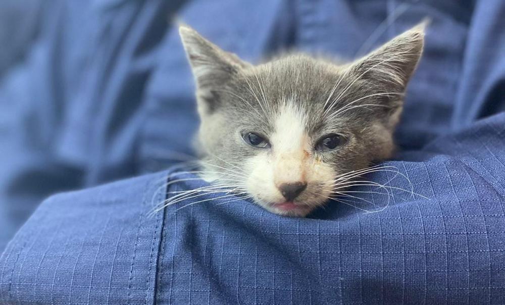 Bombeiros de Bento resgatam gatinho que agora precisa de um lar