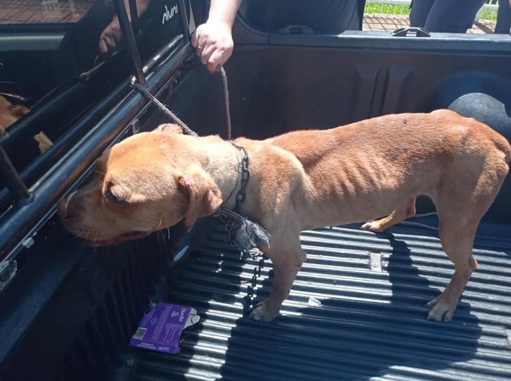 Pitbull é resgatado de situação de maus-tratos em Vacaria