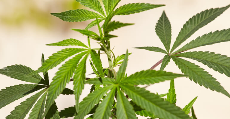 Homem é preso com seis pés de maconha, em Farroupilha