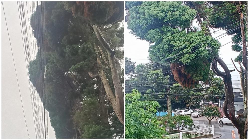 Registro da árvore nos cabos de alta tensão. Crédito: Arquivo Pessoal