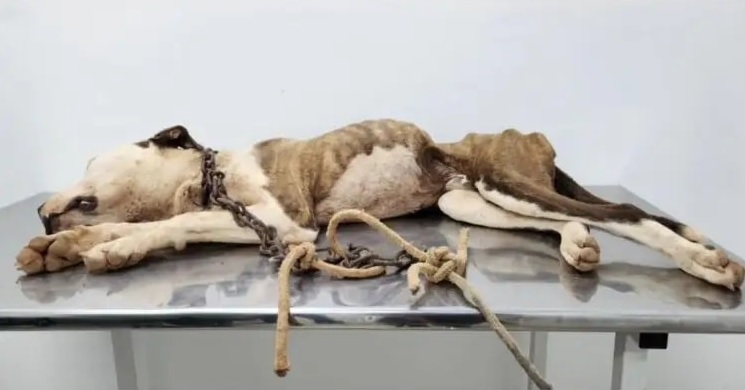 Foto: ONG Instinto Coruja/divulgação