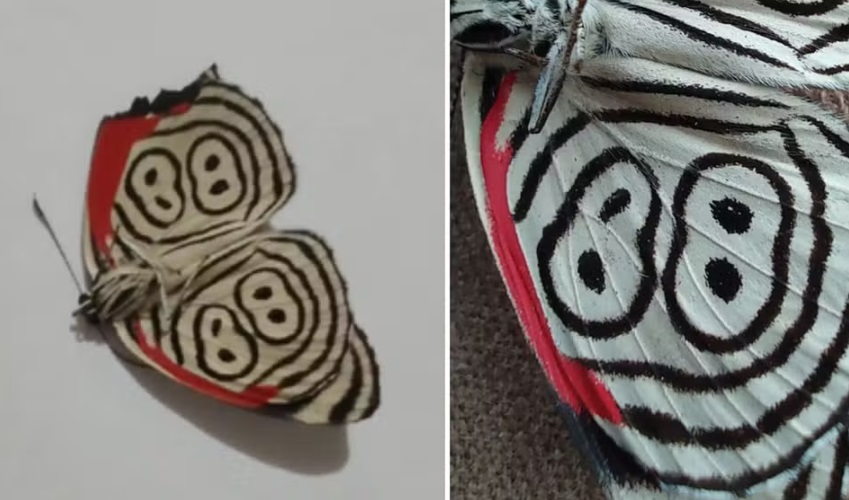 Borboleta 88 intriga moradores de Dois Irmãos
