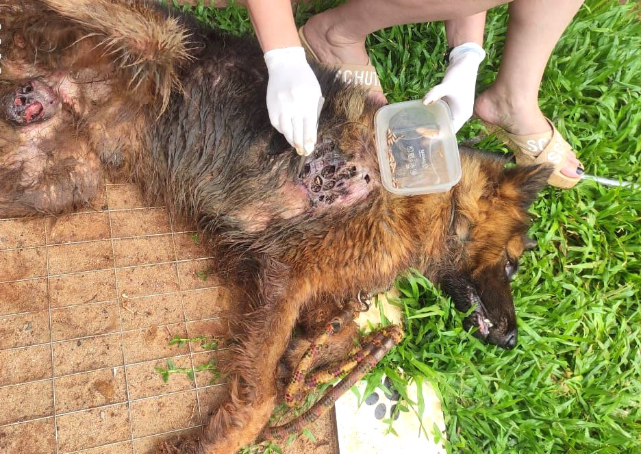 Animal recebeu tratamento veterinário e medicação intravenosa para recuperação