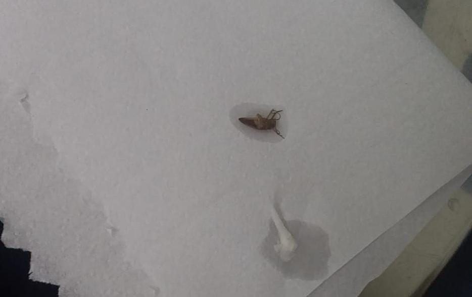 Barata foi retirada em um procedimento que não durou cerca de 5 minutos - Fotos: Divulgação