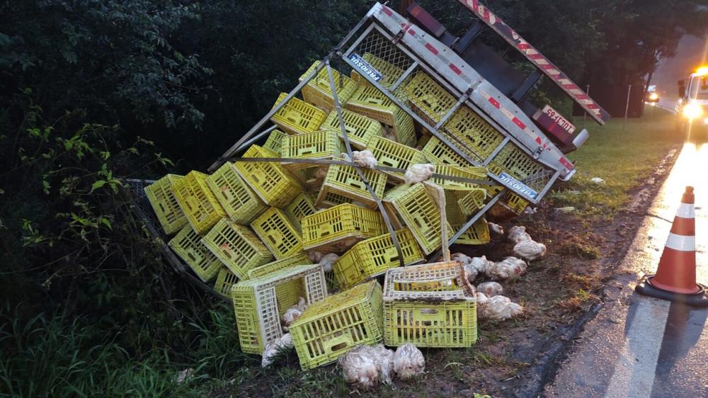 Caminhão carregado de frangos tomba na ERS 446 em Carlos Barbosa