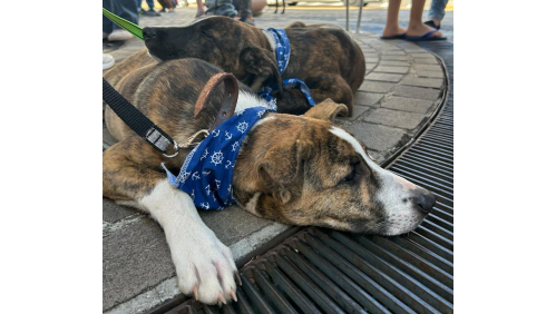 Os irmãos foram abandonados na última semana e agora buscam um novo lar. Crédito: Rodrigo de Marco/Divulgação