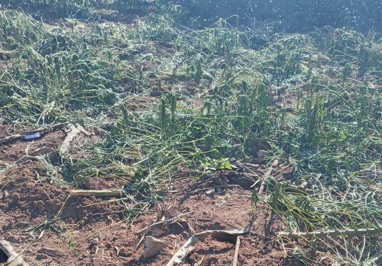 Plantação de mandioca é furtada em Garibaldi