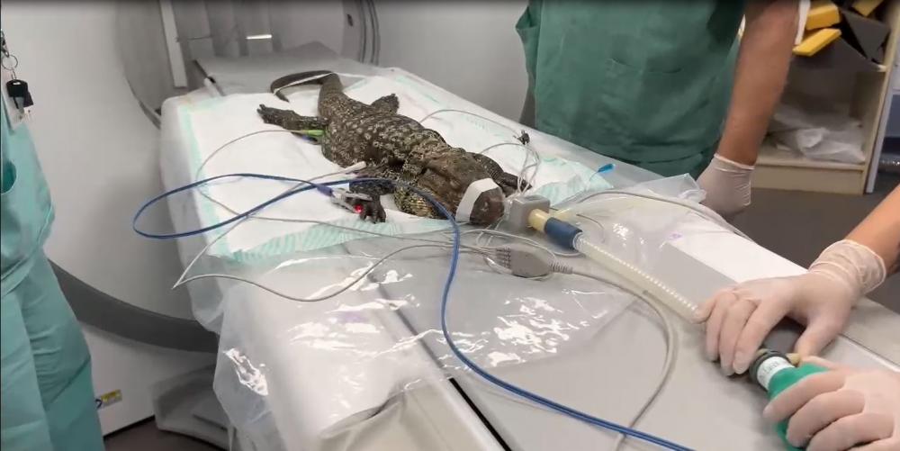 No dia 26 de março, o lagarto passou por um exame de tomografia para avaliar sua recuperação. Crédito: Divulgação/UCS