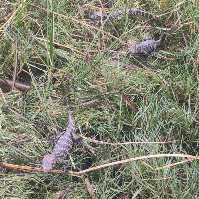 Crédito: Divulgação