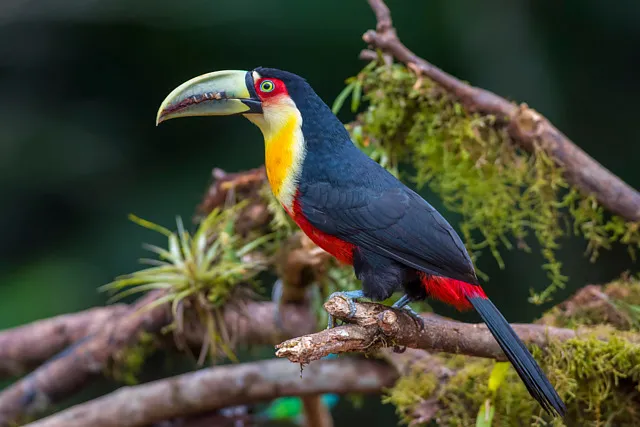 O tucano-de-bico-verde foi uma das espécies resgatadas no zoológico - Foto: Divulgação