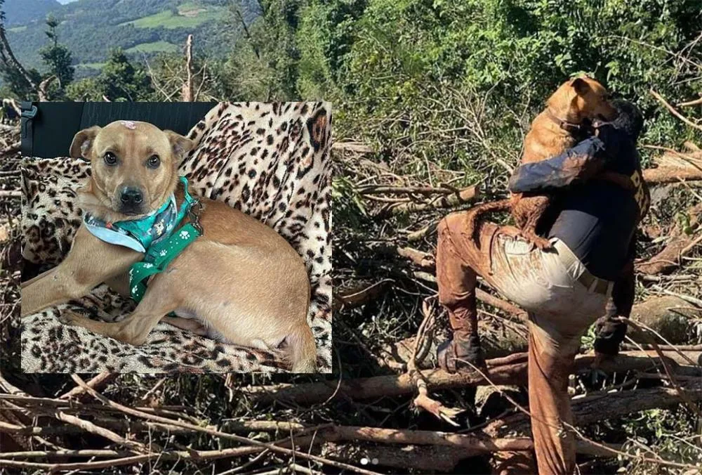 Cãozinho resgatado pela PRF em deslizamento ganha um novo lar