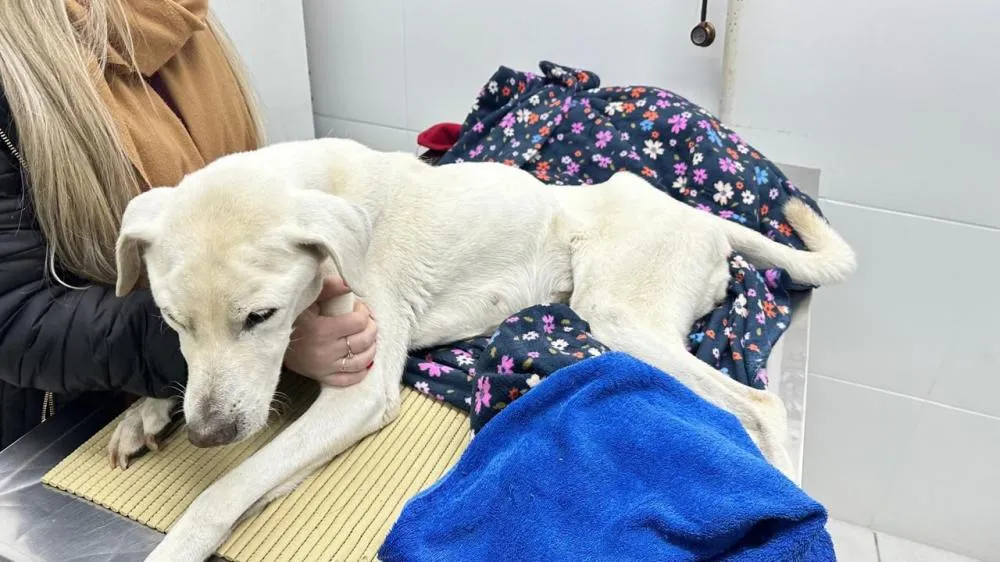 Cadela não resistiu a tantos dias de desnutrição - Foto: Patram Caxias do Sul 