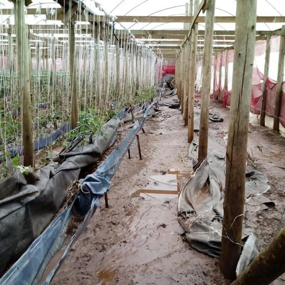 Dados da Emater apontam grande prejuízo na agricultura e pecuária