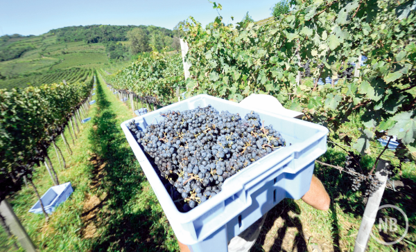 Gilmar Gomes/Ibravin