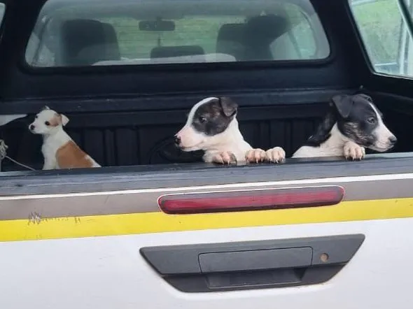 Policiais da Patram resgatam três filhotes de cães abandonados