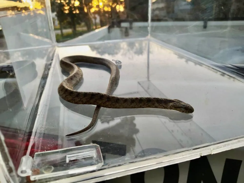 Após receber avaliação, a Jararaca foi reinserida no seu habitat natural - Foto: 3º BABM/Divulgação