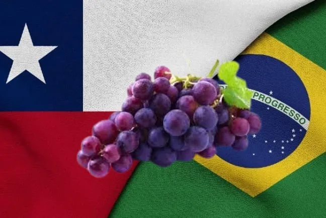 A Crise do Vinho e o Potencial do Enoturismo: Lições do Chile para o Brasil