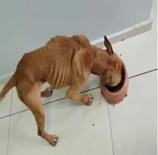 Policiais da Patram encontram cães desnutridos em Bento Gonçalves