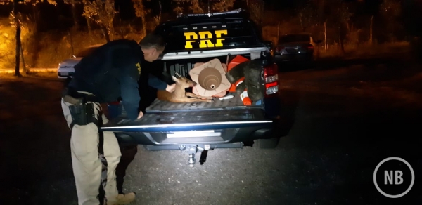 Boa ação de motorista evita atropelamento de animal silvestre