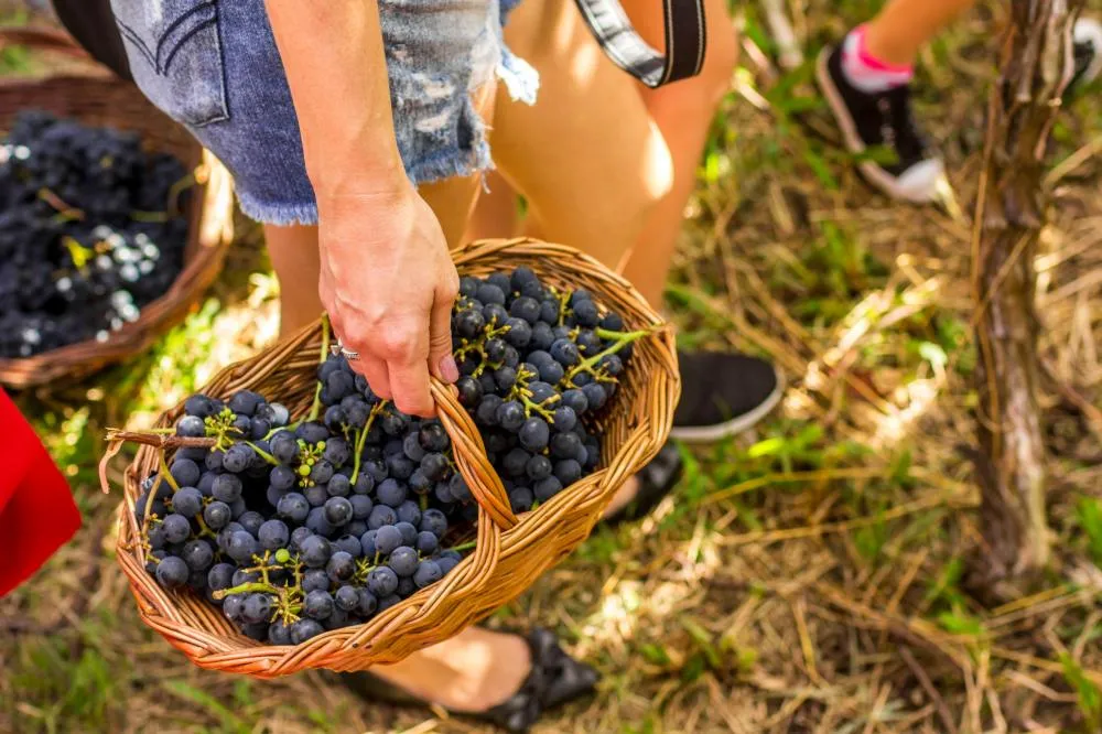 Consevitis-RS e Sebrae Nacional lançam projeto para fortalecer a vitivinicultura