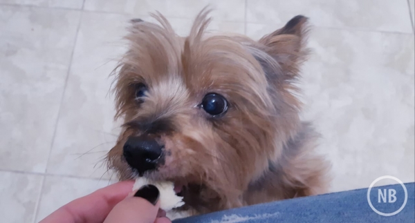 Alimentos que o cachorro não deve comer