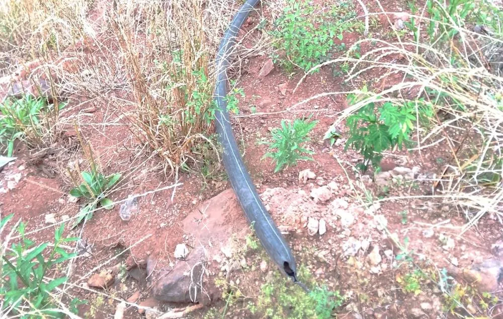 Mangueiras da Corsan seguem cortadas e sem manutenção desde 1º de maio - Foto: Divulgação