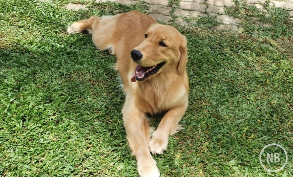 Cães-Guia: companheiros que fazem toda a diferença no dia a dia