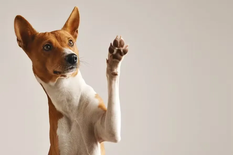 Altas temperaturas pedem atenção às patas dos cães