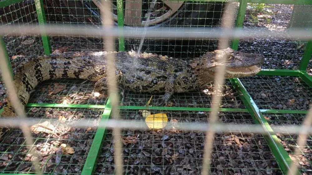 Animal assustou os moradores da localidade - Fotos: Batalhão Ambiental/Especial