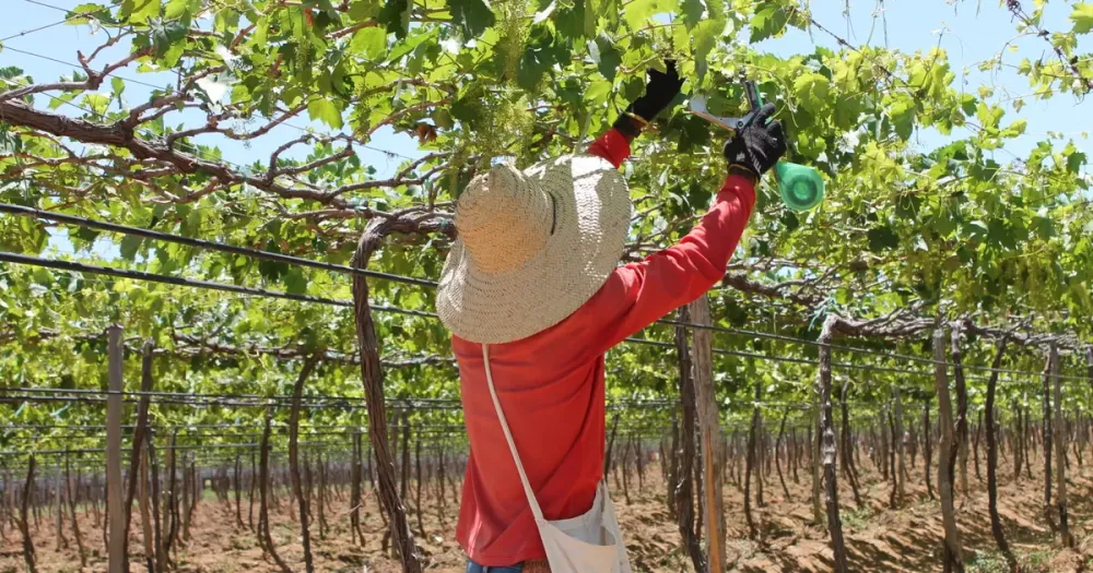 Produtor rural é preso acusado de manter trabalhadores em situação de escravidão