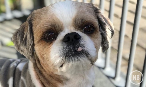 Cães com incontinência urinária pode ser sintoma de outras doenças