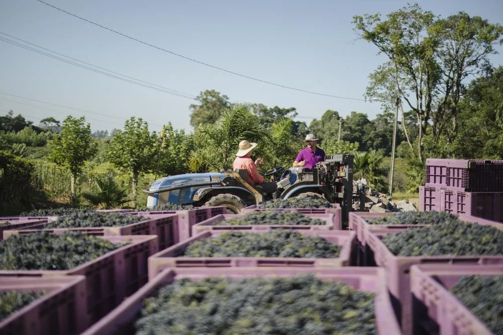 Cooperativa Garibaldi encerra safra 2025 com mais de 28 milhões de quilos de uva