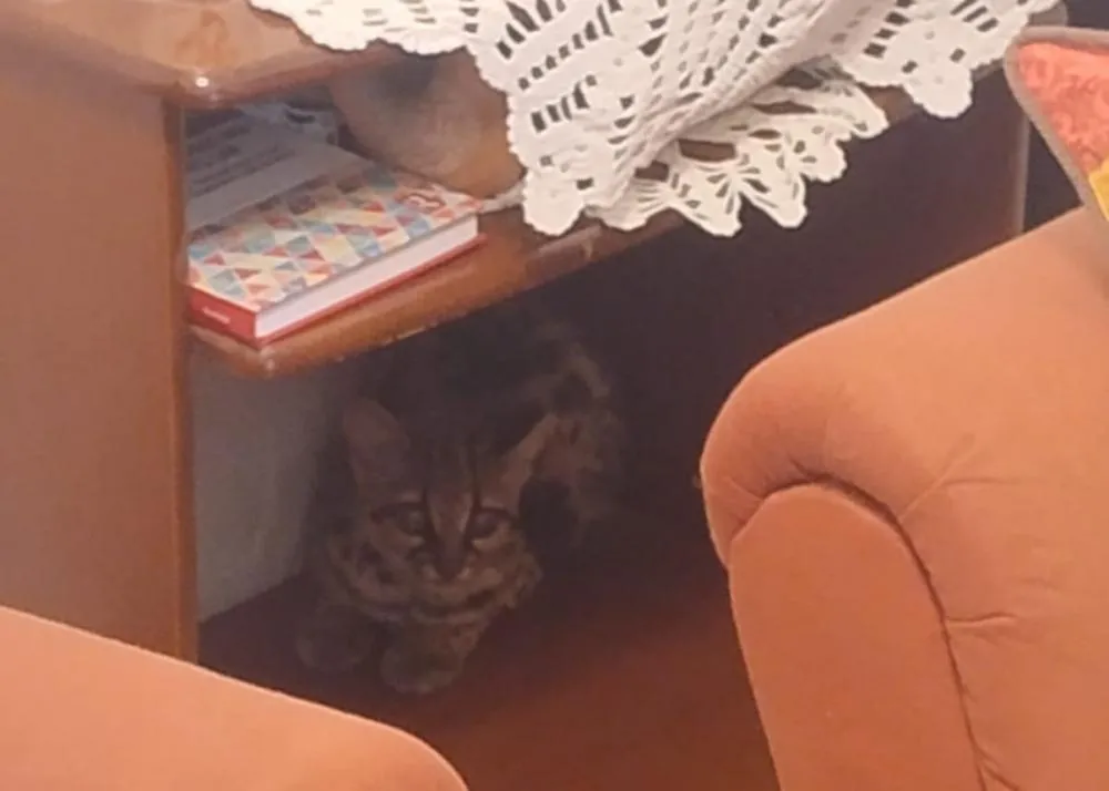 Fotos: Corpo de Bombeiros/Especial