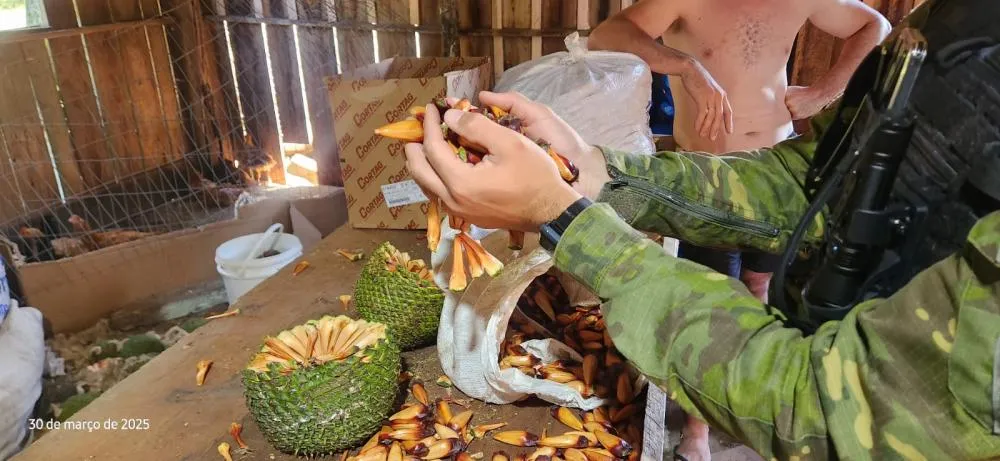 Pinhão foi levado para o Zoo da UCS e o Minizoo de Gramado - Fotos: Polícia Ambiental/Especial