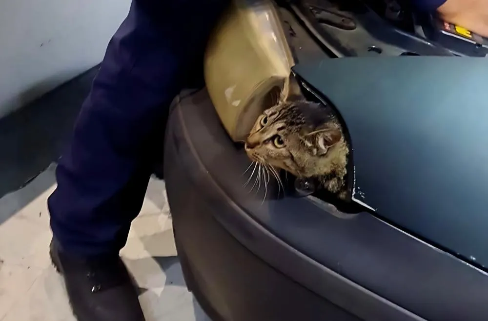 Animal ficou preso na estrutura do carro - Foto: Bombeiros de Bento Gonçalves/ Especial 