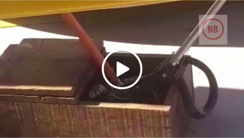 Cobra é encontrada no Centro de Bento Gonçalves